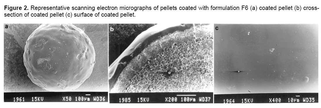 Figure 2. Representative scanning electron micrographs of pellets coated with formulation F6 (a) coated pellet (b) cross-section of coated pellet (c) surface of coated pellet.