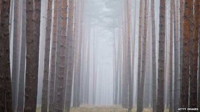 Smell of forest pine can limit climate change, via BBC