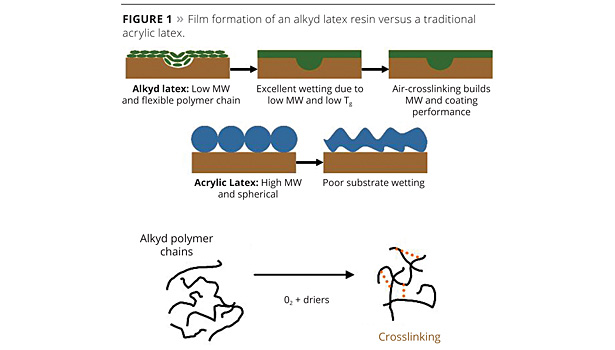 Film formation of an alkyd latex resin versus a traditional