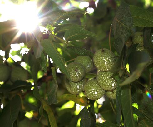 Sunscreen protected walnuts. By Gary Kazanjian, AP