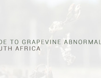 A guide to grapevine abnormalities in South Africa: Abiotic abnormalities – wind, heat, sunburn and frost damage (Part 6.1)