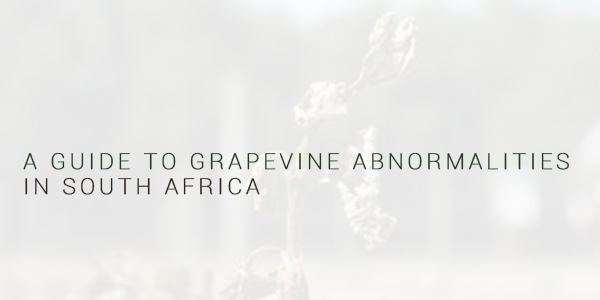 A guide to grapevine abnormalities in South Africa