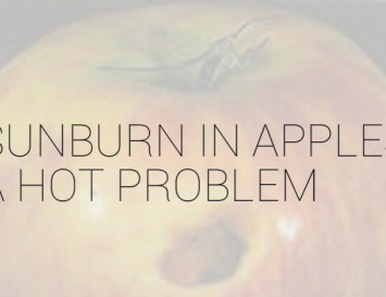 Sunburn in apples: A hot problem