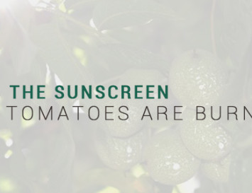 Pass the sunscreen, the tomatoes are burning