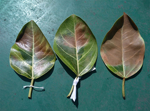 Leaves with PINEYE Emulsion (middle) compared with competing product (right) and without plant care product (left) under high climate for 3 hours.