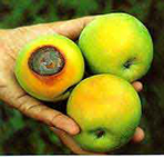 Sunburn necrosis to apples © Washington State University