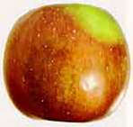 Lightly sunburn to apple © Washington State University
