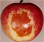 Photo-oxidative sunburn to apple © Washington State University