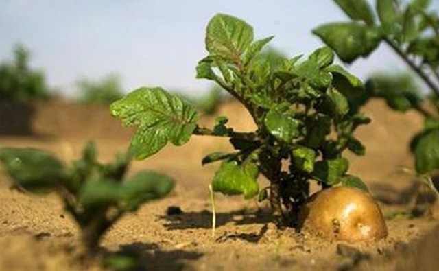 Chinese firm to pay $90 million for Israeli biopesticide maker