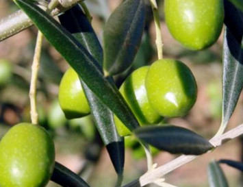 Natural Olive-Derived Active Helps Slow Skin Ageing