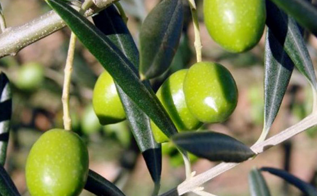 Natural Olive-Derived Active Helps Slow Skin Ageing
