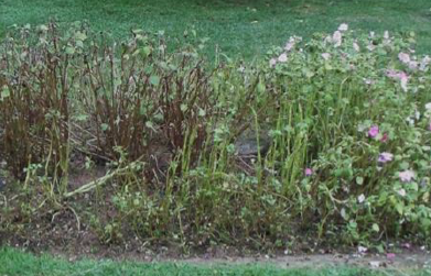 Figure 1. Heavily infected garden impatiens with severe defoliation and bare stems