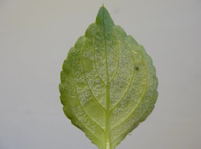 Figure 2 White mildew on the lower surface of the leaf