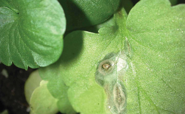 8 Tips For Getting The Most From Your Fungicides