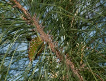 Conversion of loblolly pine into BTX progresses with Anellotech’s first successful performance test at pilot plant