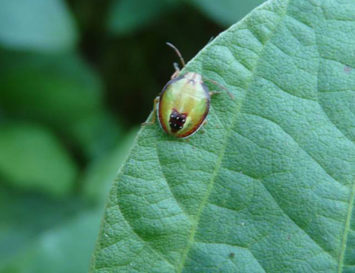 Experts: Mild Winter, Early Planting Will Increase Soybean Insect Threat