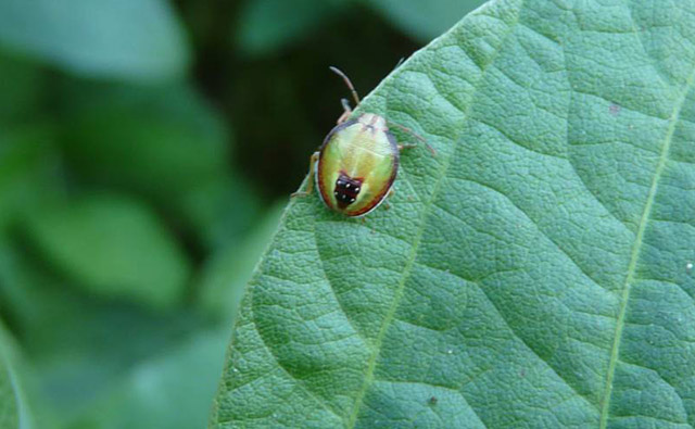 Experts: Mild Winter, Early Planting Will Increase Soybean Insect Threat
