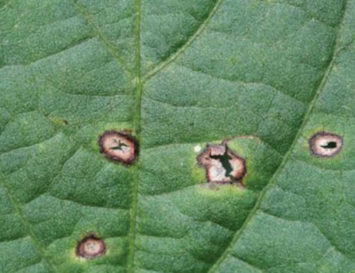 Strobilurin-resistant Frogeye Leaf Spot Threat Looms with Delayed Soybean Planting