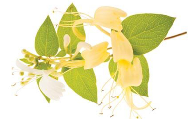Honeysuckle Extract Review For Antimicrobial Protection