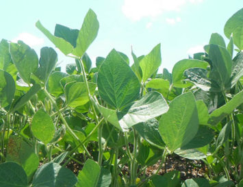 Sudden Death Syndrome Appearing in Soybeans