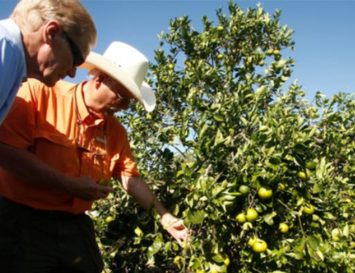 Citrus forecast steady as growers await aid