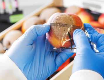 Spanish researchers develop biological products to combat Monilinia in stone fruits