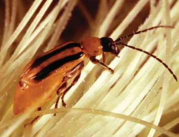 The Disease/Insect Outlook for 2018: New Challenges at Every Turn