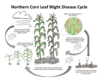 Identifying Symptoms of Northern Corn Leaf Blight