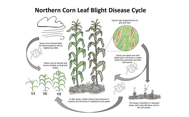 Identifying Symptoms of Northern Corn Leaf Blight
