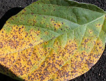 Septoria Brown Spot: Understanding Conditions That Favor Soybean Disease