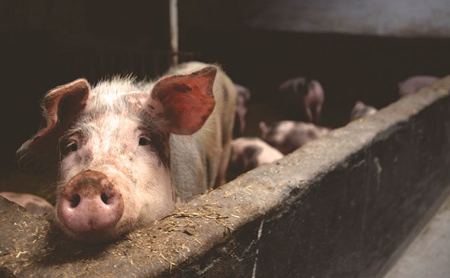 Flavors in sow feed improve piglet performance, says German player
