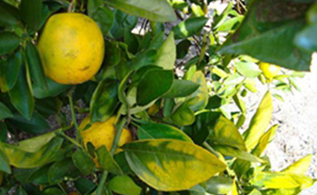 Interview Series 3: New Solutions for Control of Citrus Psyllid and HLB in South America