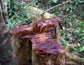 Seeking a Sustainable Alternative to Brazilian Rosewood