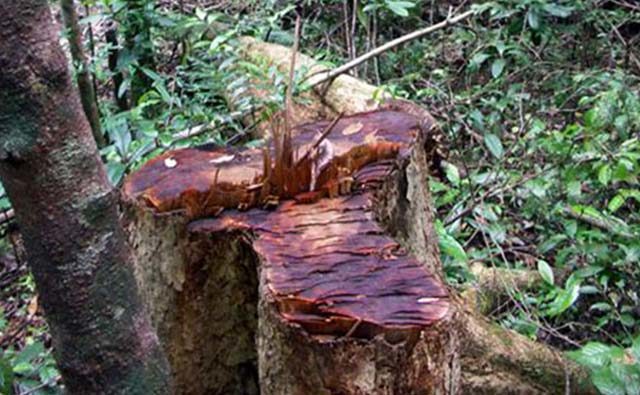 brazilian rosewood tree
