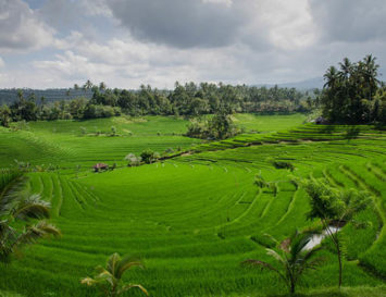 Fungicide Use on the Rise in Indonesia