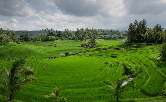 Fungicide Use on the Rise in Indonesia