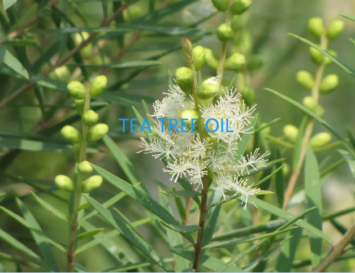 TERPENE ESSENTIAL OILS: The research and development direction of anti-virus drugs is concerned