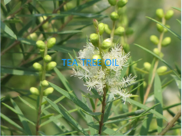 TERPENE ESSENTIAL OILS: The research and development direction of anti-virus drugs is concerned
