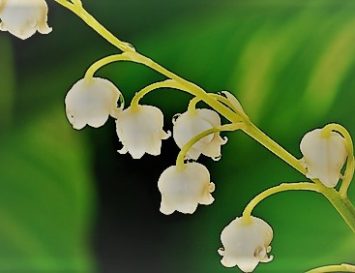 How to create Lily of the valley fragrance?