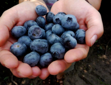Symrise Launches Natural Blueberry Ingredients Range