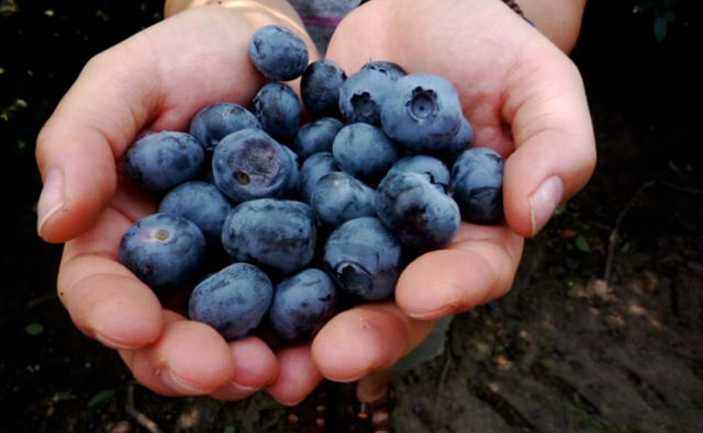 Symrise Launches Natural Blueberry Ingredients Range
