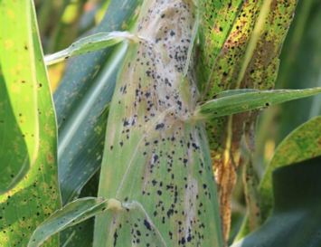 Crop Protection in 2022: Experts See Another Challenging Year of Pests and Diseases with Solutions Aplenty