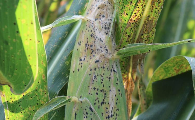 Crop Protection in 2022: Experts See Another Challenging Year of Pests and Diseases with Solutions Aplenty