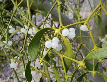 Could Mistletoe Berries Help Produce a Biological Super Glue?