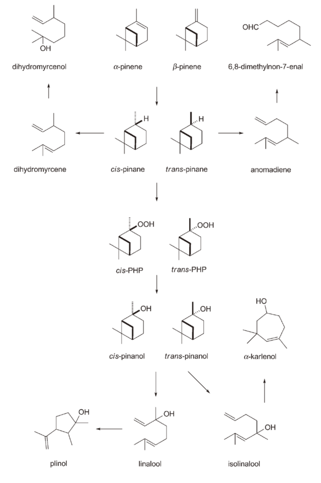 Scheme of alpha-pinene and beta-pinene