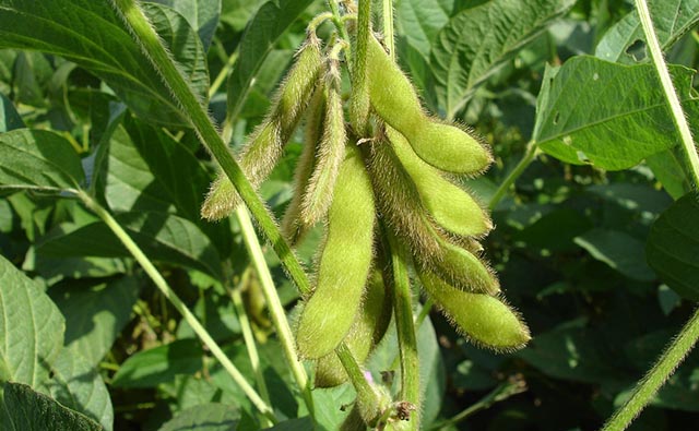 Is the Way Soybean Farmers Manage Disease Shifting?