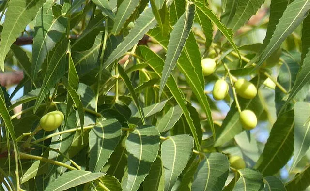 Indian Neem Tree & Chinese Chinaberry Tree and Their Agricultural Applications