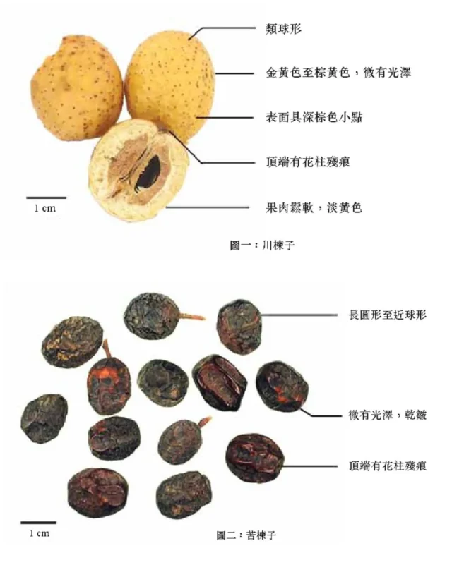 Ku Lian Zi seeds