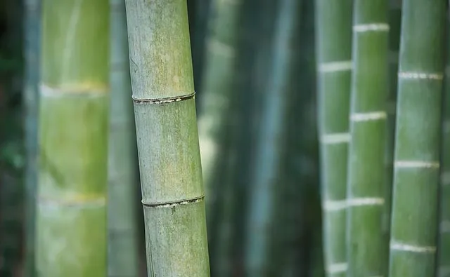 Bamboo vacuolar extract to decrease hair loss