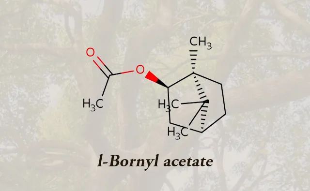 New Ingredient Introduction – (±)-Borneol Acetate